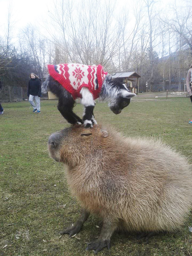 Capybaras are friendly with everyone!