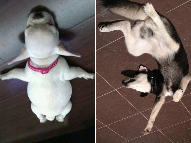 Dog balloons stuck to the ceiling.