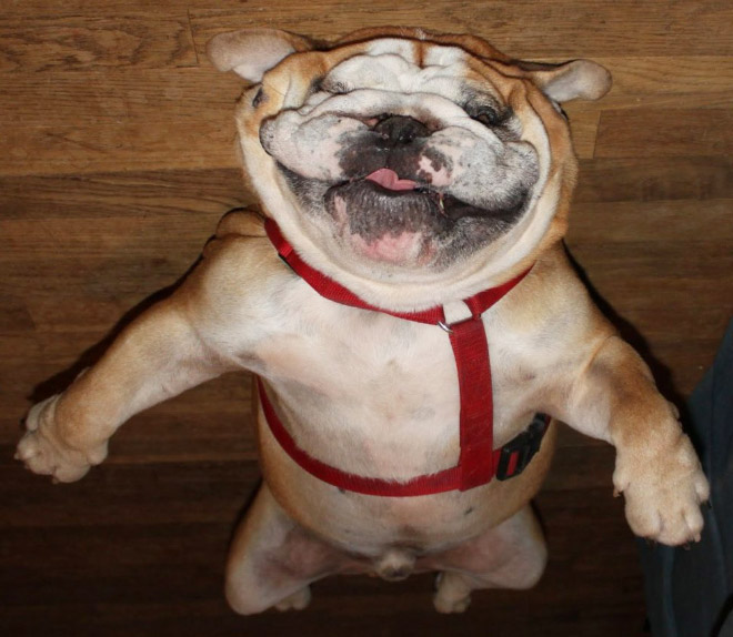 Dog balloon stuck to the ceiling.