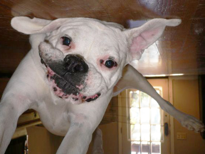 Dog balloon stuck to the ceiling.