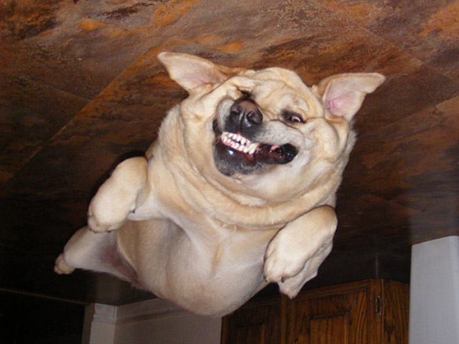 Dog balloon stuck to the ceiling.