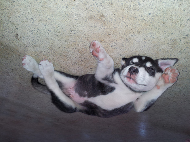 Dog balloon stuck to the ceiling.