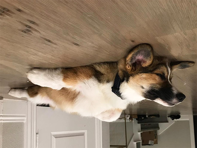 Dog balloon stuck to the ceiling.