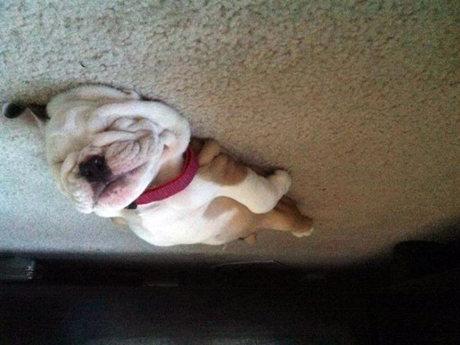 Dog balloon stuck to the ceiling.