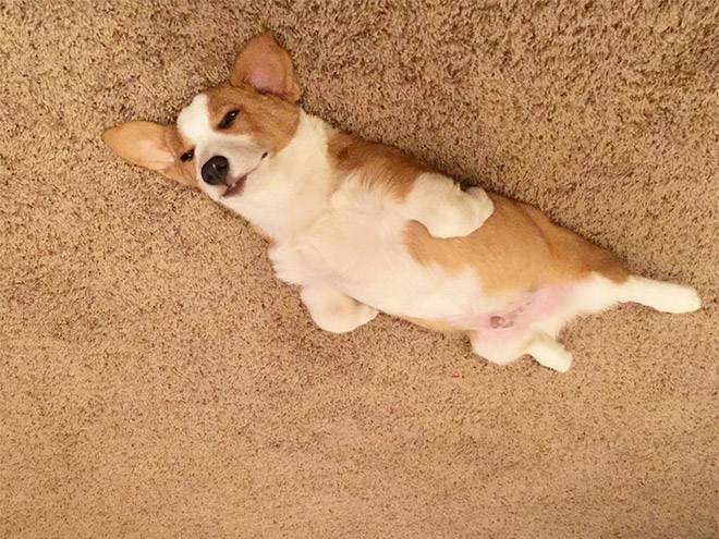 Dog balloon stuck to the ceiling.