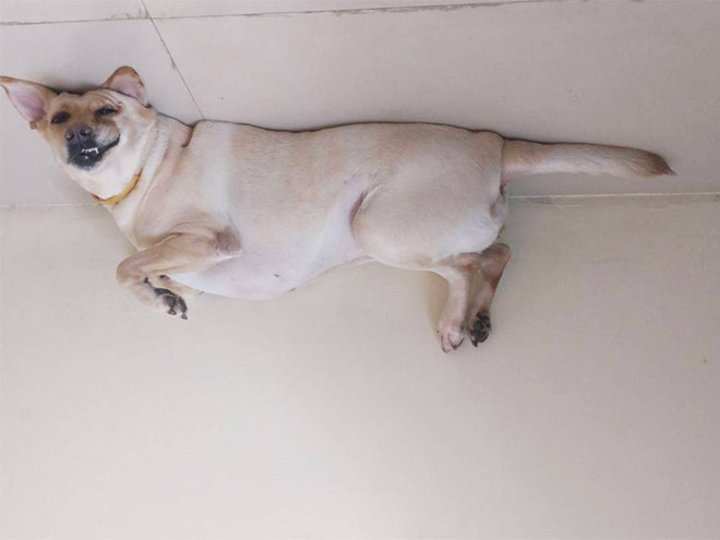 Dog balloon stuck to the ceiling.