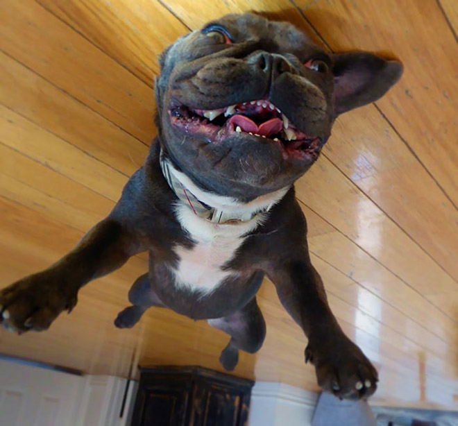 Dog balloon stuck to the ceiling.