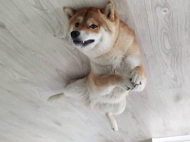 Dog balloon stuck to the ceiling.