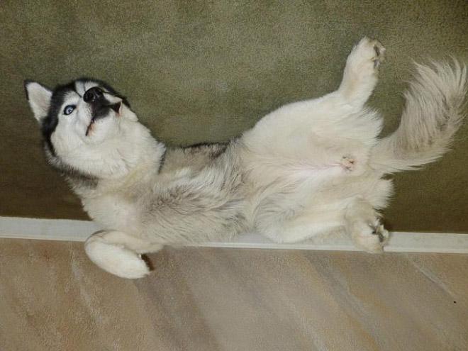 Dog balloon stuck to the ceiling.