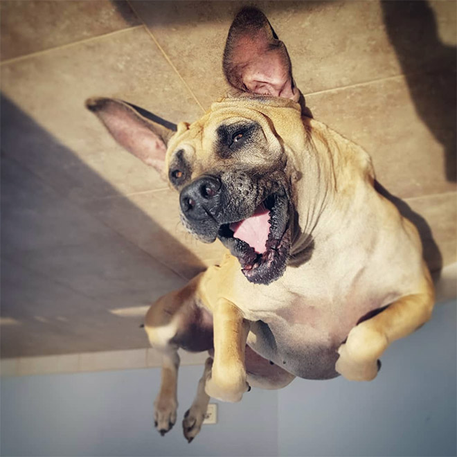 Dog balloon stuck to the ceiling.