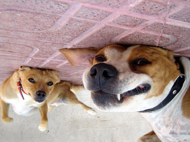 Dog balloons stuck to the ceiling.