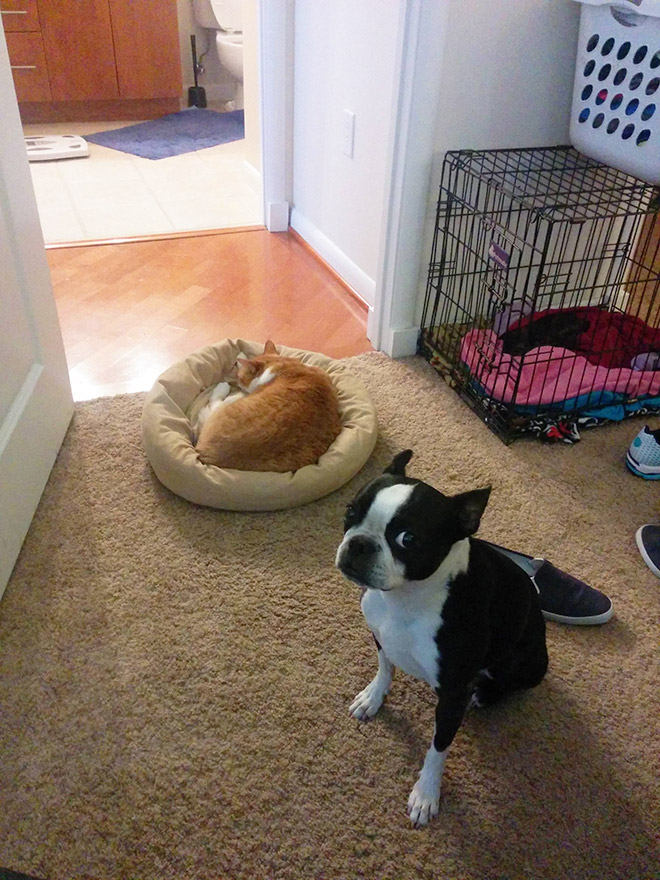 Cat shamelessly stole dog bed.