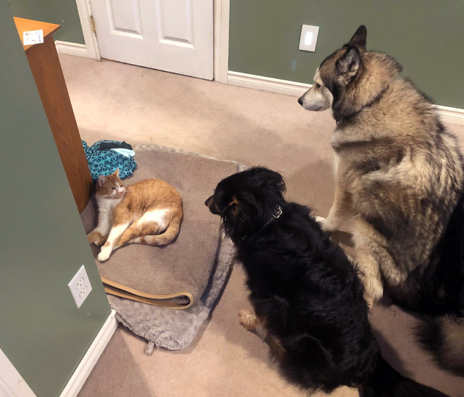 Cat shamelessly stole dog bed.