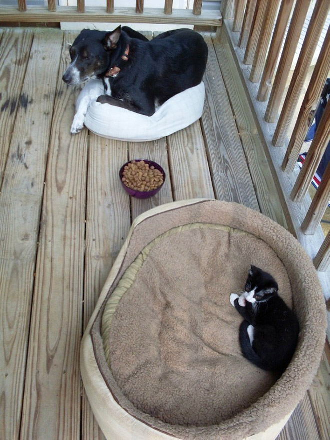 Cat shamelessly stole dog bed.