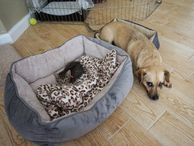 Cat shamelessly stole dog bed.