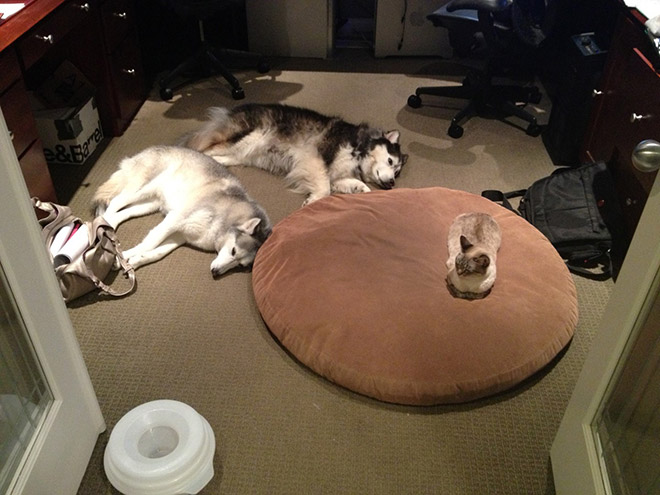 Cat shamelessly stole dog bed.