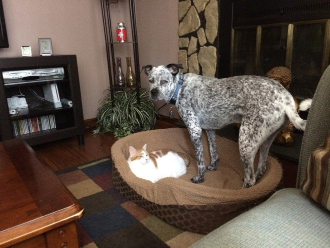 Cat shamelessly stole dog bed.