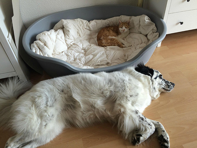 Cat shamelessly stole dog bed.