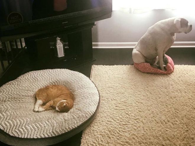 Cat shamelessly stole dog bed.