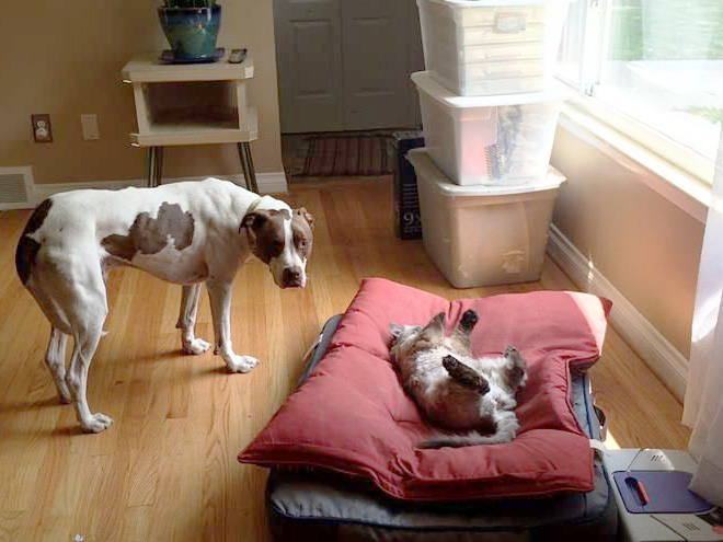 Cat shamelessly stole dog bed.