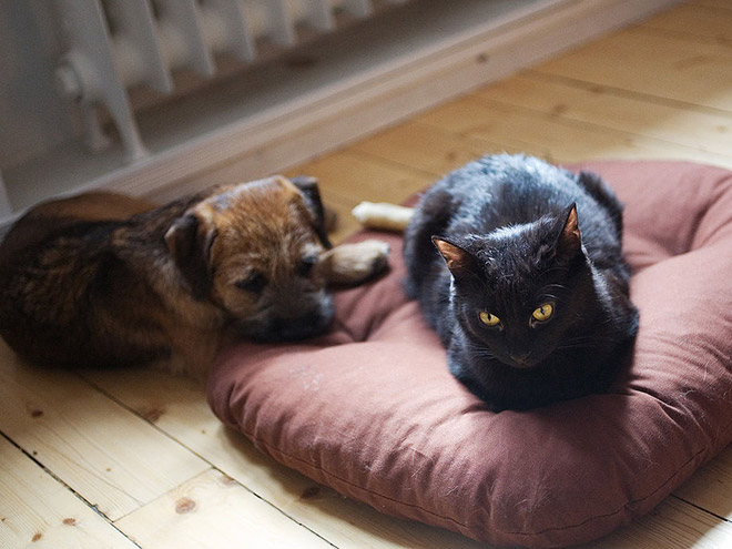 Cat shamelessly stole dog bed.