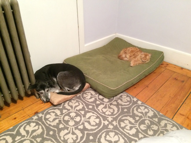 Cat shamelessly stole dog bed.