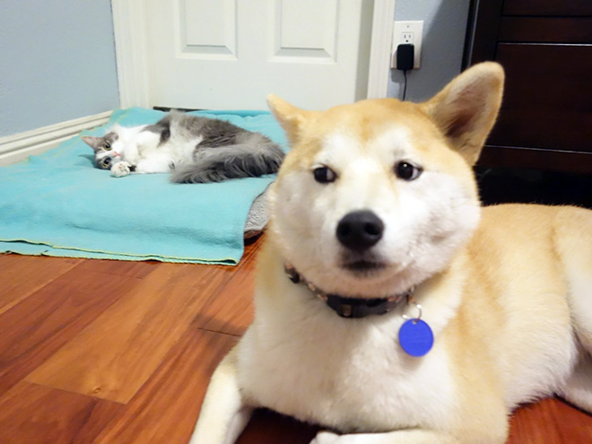 Cat shamelessly stole dog bed.