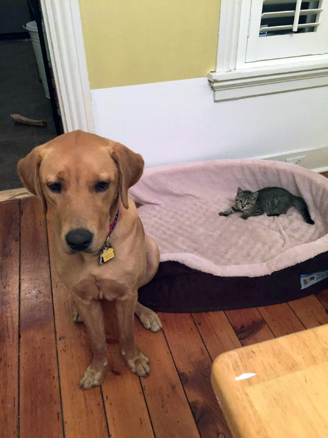 Cat shamelessly stole dog bed.