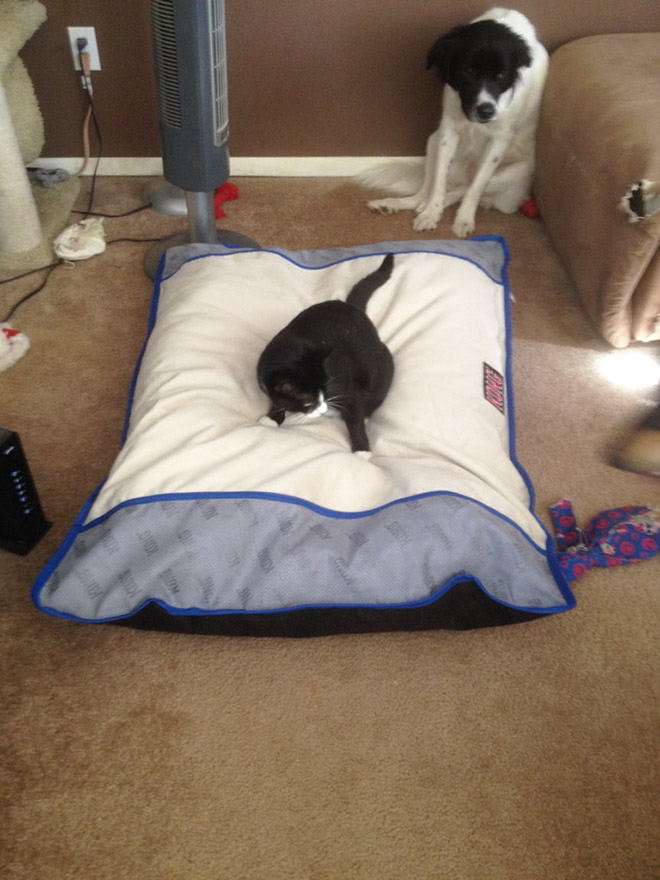 Cat shamelessly stole dog bed.