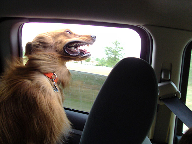 Dogs vs. wind.