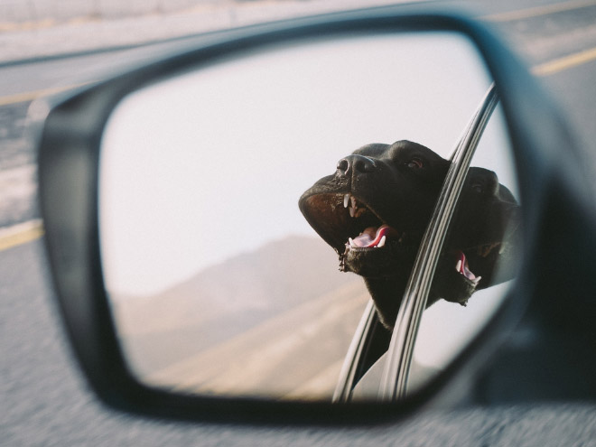 Dogs vs. wind.