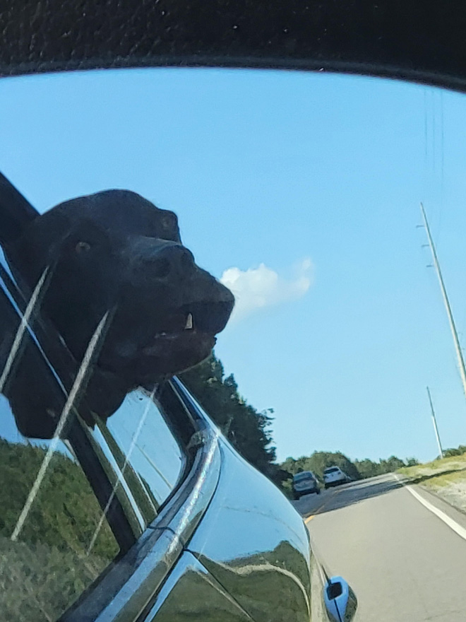 Dogs vs. wind.