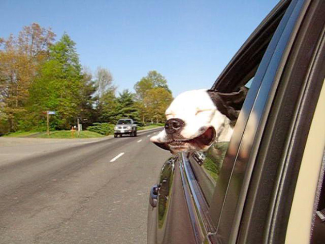 Dogs vs. wind.