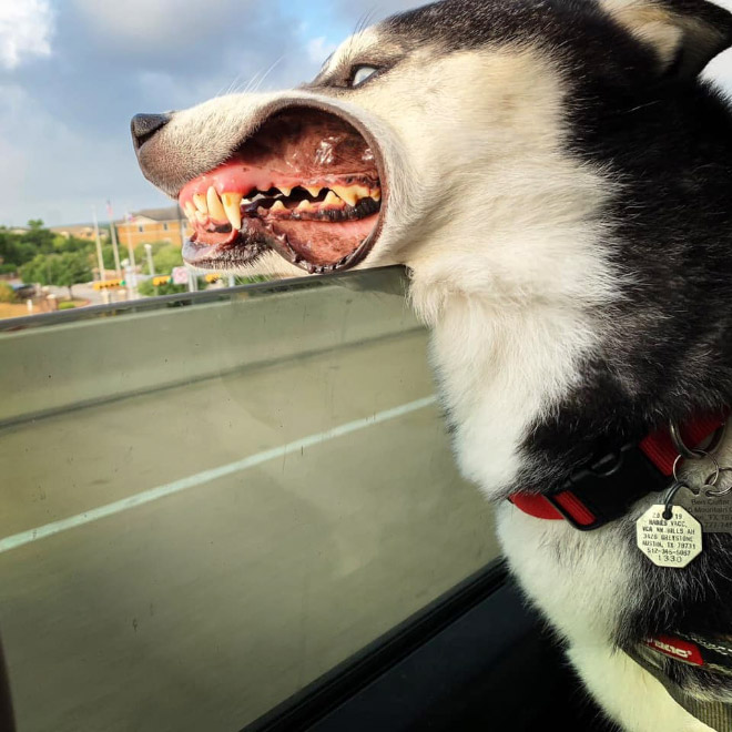 Dogs vs. wind.