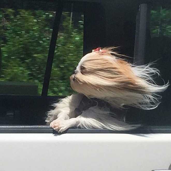 Dogs vs. wind.