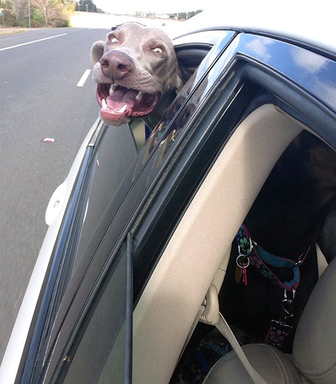 Dogs vs. wind.