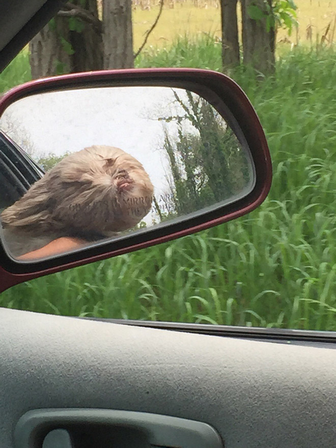 Dogs vs. wind.