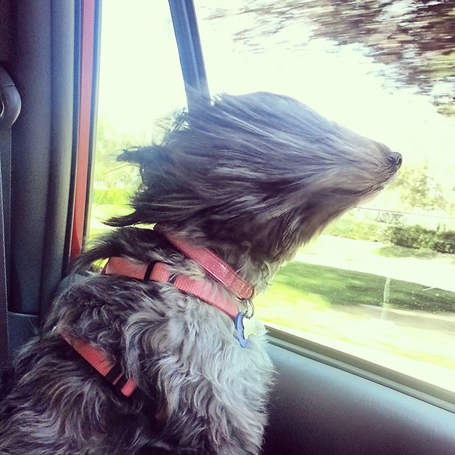 Dogs vs. wind.