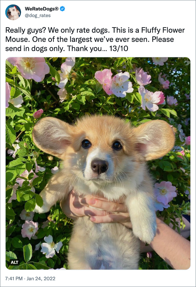 Really guys? We only rate dogs. This is a Fluffy Flower Mouse. One of the largest we’ve ever seen. Please send in dogs only. Thank you… 13/10