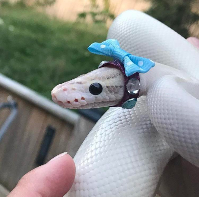 Snake wearing a beautiful hat.