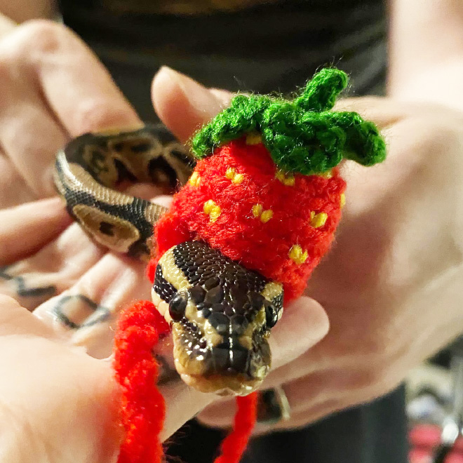 Snake wearing a beautiful hat.