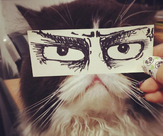 Cats with cartoon eyes are hilarious!