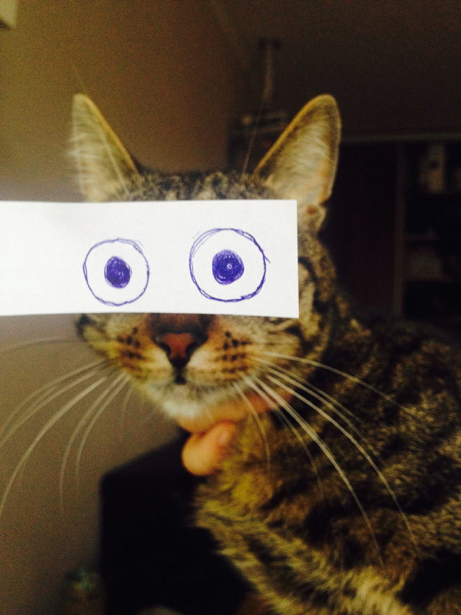 Cats with cartoon eyes are hilarious!