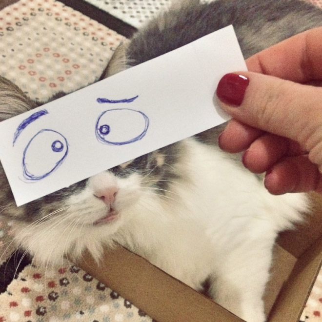 Cats with cartoon eyes are hilarious!