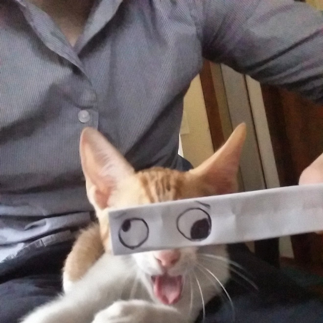 Cats with cartoon eyes are hilarious!