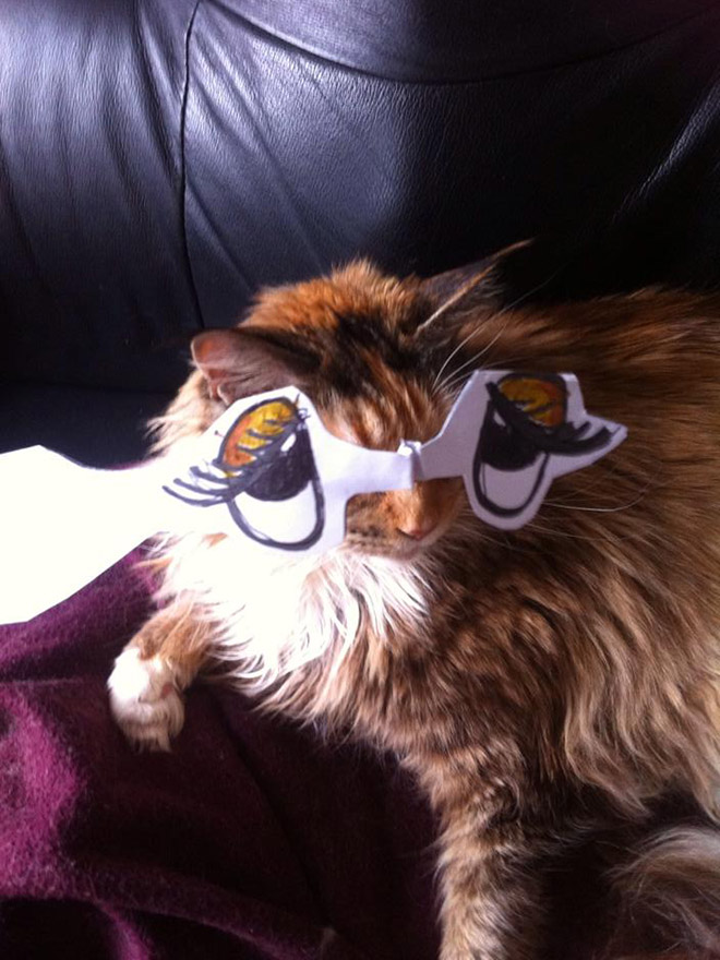 Cats with cartoon eyes are hilarious!