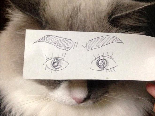 Cats with cartoon eyes are hilarious!