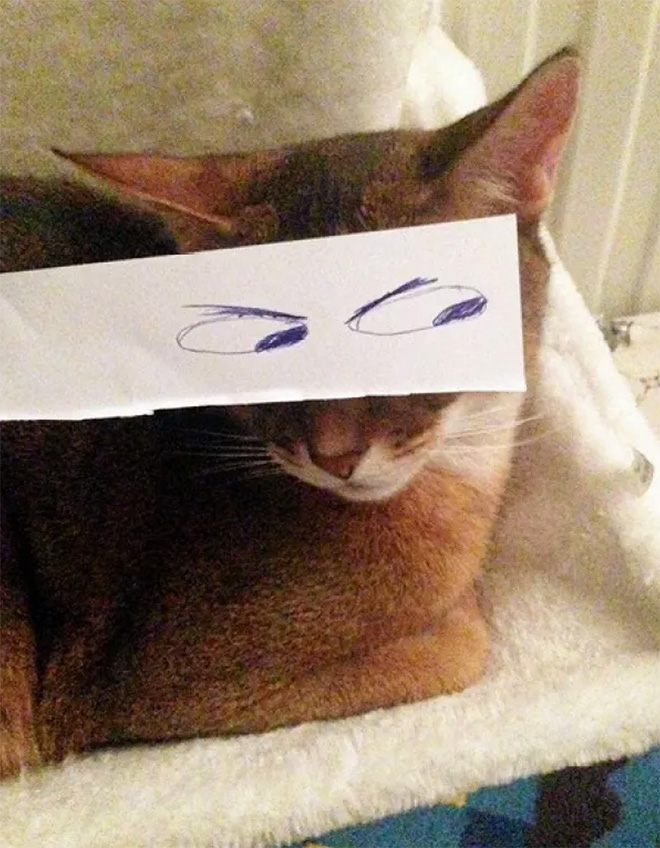 Cats with cartoon eyes are hilarious!