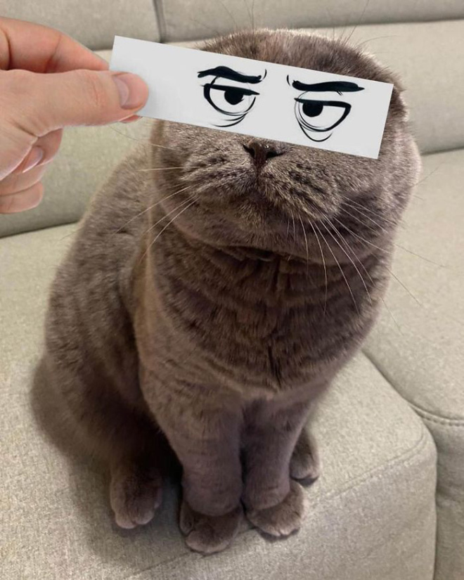 Cats with cartoon eyes are hilarious!