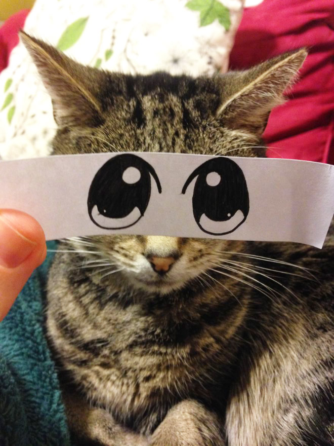 Cats with cartoon eyes are hilarious!